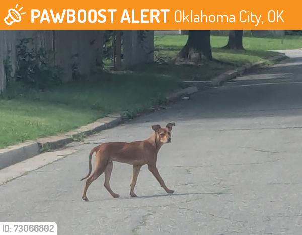 Found/Stray Unknown Dog last seen NW 21st & Flynn, Oklahoma City, OK 73107