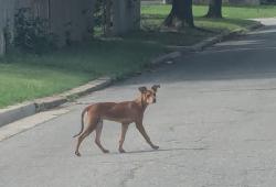 Found/Stray Unknown Dog last seen NW 21st & Flynn, Oklahoma City, OK 73107