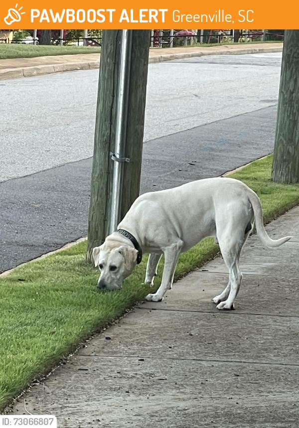 Found/Stray Male Dog last seen Burns St and Wilkins St, Greenville, SC 29605