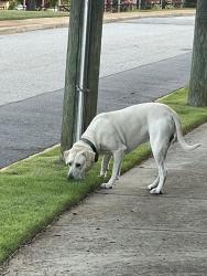Found/Stray Male Dog last seen Burns St and Wilkins St, Greenville, SC 29605
