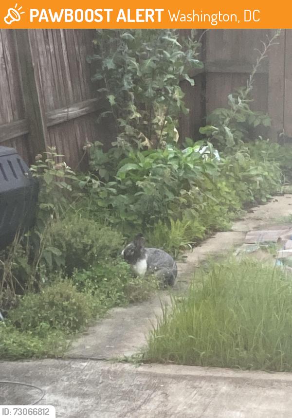 Found/Stray Unknown Rabbit last seen 13th and Underwood Streets NW, Washington, DC 20012