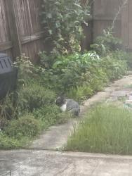 Found/Stray Unknown Rabbit last seen 13th and Underwood Streets NW, Washington, DC 20012