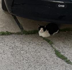 Found/Stray Unknown Cat last seen Willowbrook road, Clifton Heights, PA 19018