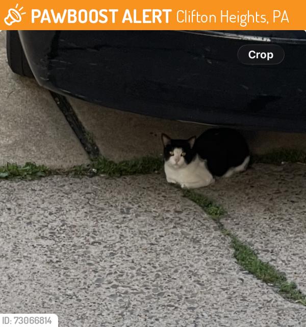 Found/Stray Unknown Cat last seen Willowbrook road, Clifton Heights, PA 19018