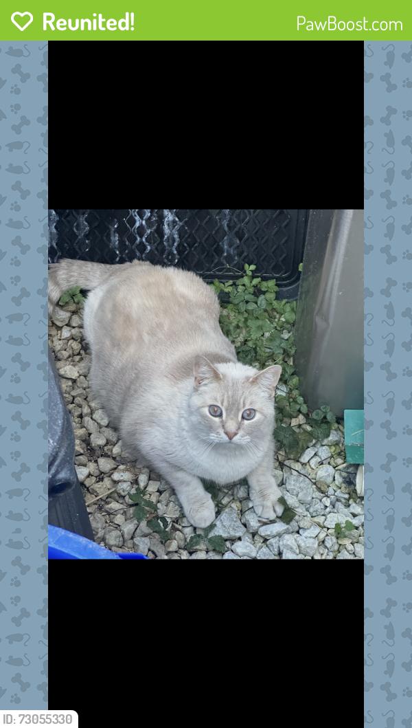 Reunited Unknown Cat last seen South Adams street and Union street , West Chester, PA 19382