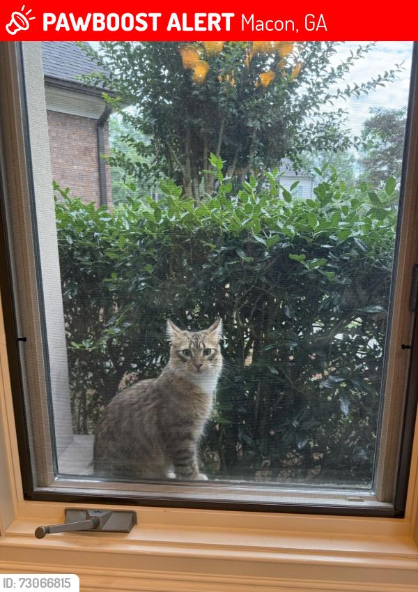 Lost Male Cat last seen Bass rd, Macon, GA 31210