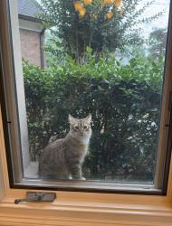 Lost Male Cat last seen Bass rd, Macon, GA 31210