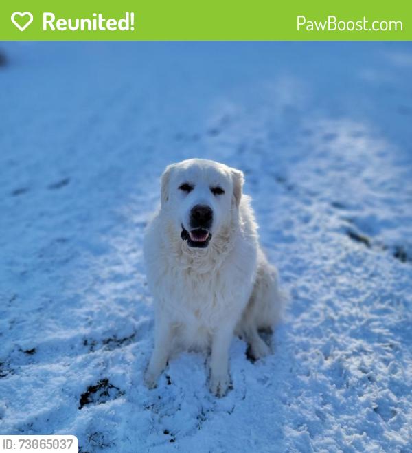 Reunited Female Dog last seen 22nd and 9th pl, Somers, WI 53140