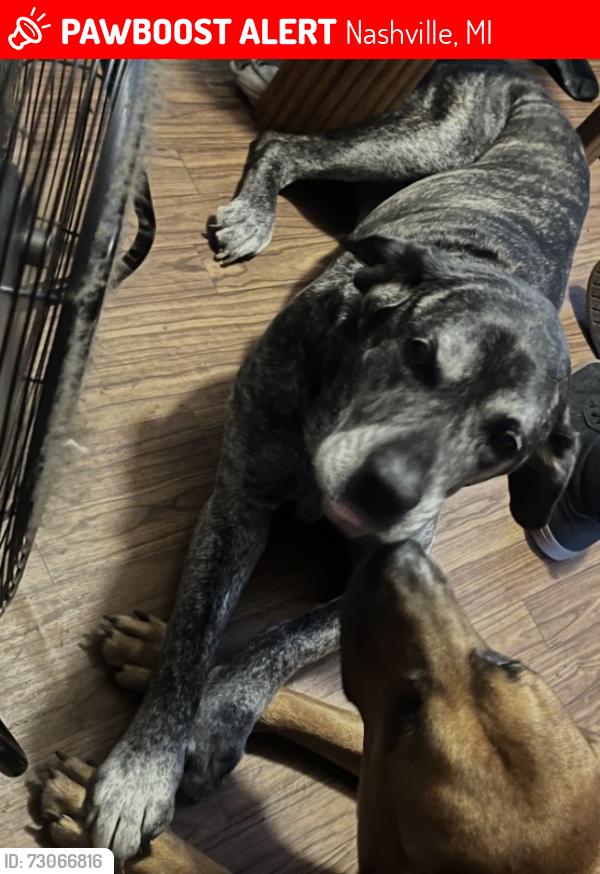 Lost Female Dog last seen Fuller st elementary school, Nashville, MI 49073