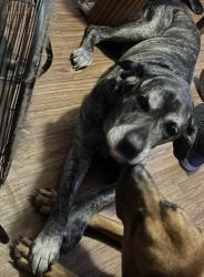 Lost Female Dog last seen Fuller st elementary school, Nashville, MI 49073