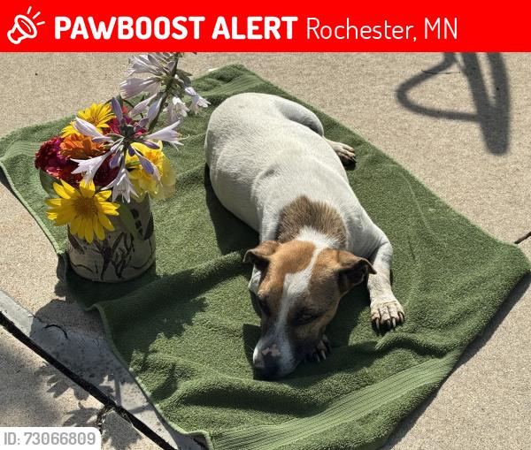 Lost Male Dog last seen Circle drive & thirdAvenue., Rochester, MN 55901