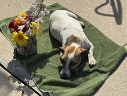 Lost Male Dog last seen Circle drive & thirdAvenue., Rochester, MN 55901