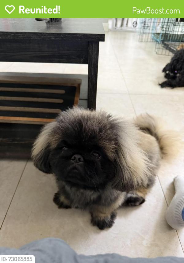 Reunited Male Dog last seen Hypoluxo and Lawrence, Boynton Beach, FL 33436