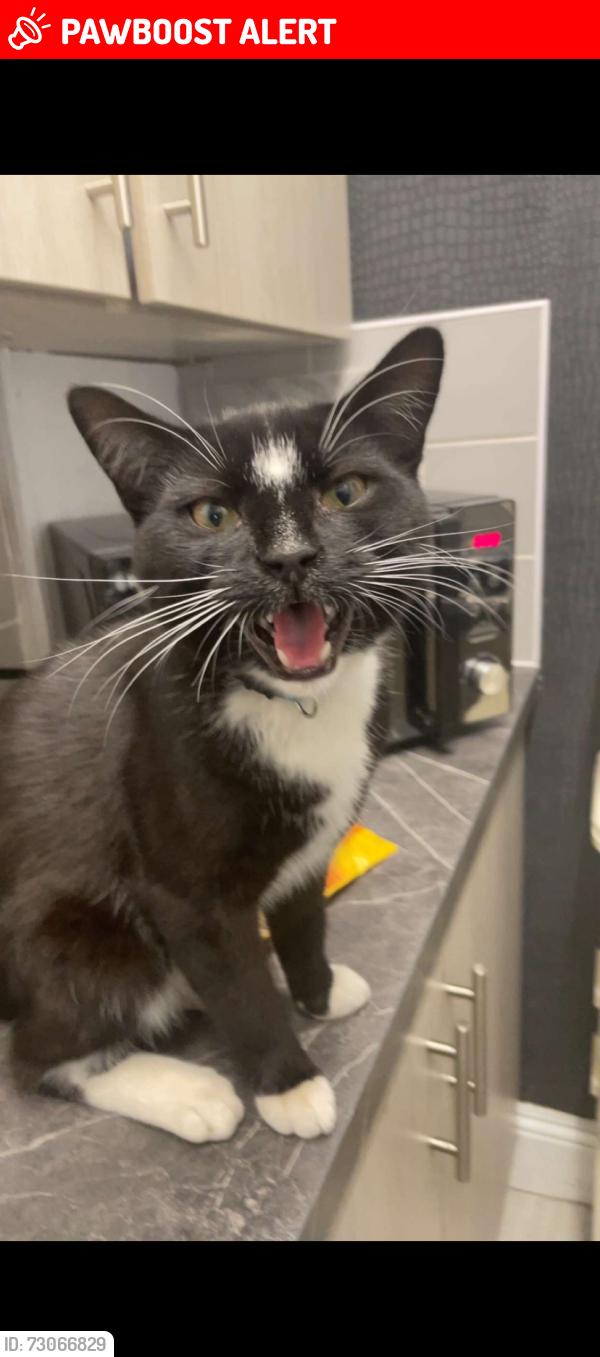 Lost Male Cat last seen hall street, Greater Manchester, England 