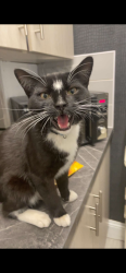 Lost Male Cat last seen hall street, Greater Manchester, England 