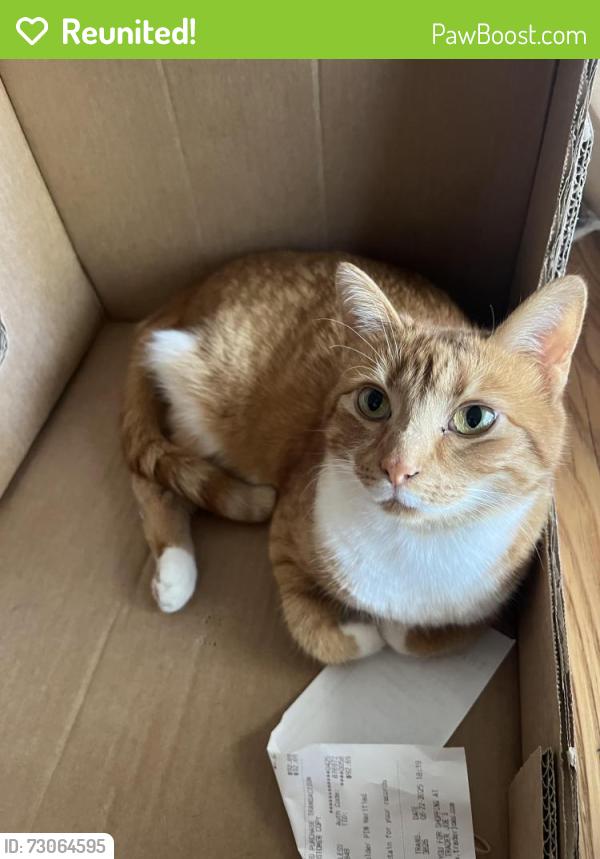 Reunited Female Cat last seen Oakford St, Philadelphia, PA , Philadelphia, PA 19146