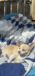 Lost Male Dog last seen Tenth and Olney , Indianapolis, IN 46201