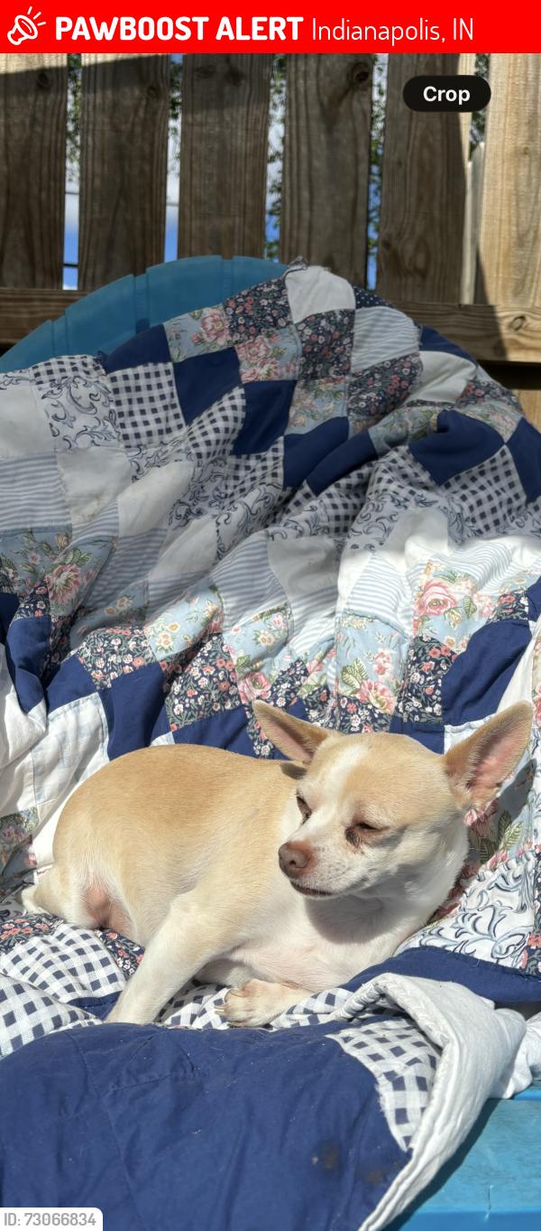 Lost Male Dog last seen Tenth and Olney , Indianapolis, IN 46201