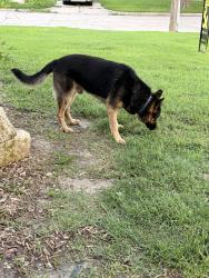 Found/Stray Male Dog last seen Richmond and Meridian, Wichita, KS 67203
