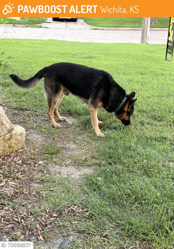 Found/Stray Male Dog last seen Richmond and Meridian, Wichita, KS 67203