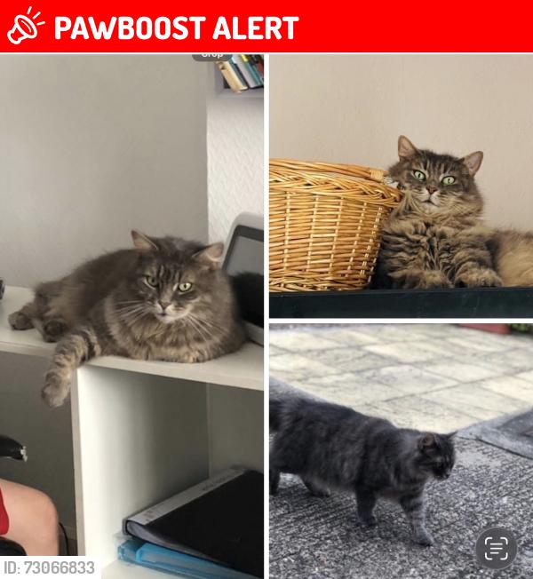 Lost Female Cat last seen Northampton,kingsthrope , Kingsthorpe, England 