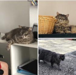 Lost Female Cat last seen Northampton,kingsthrope , Kingsthorpe, England 