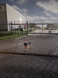 Found/Stray Male Dog last seen Gessner rd, Houston, TX 77041