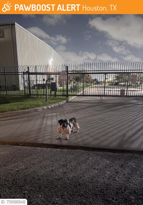 Found/Stray Male Dog last seen Gessner rd, Houston, TX 77041