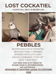 Lost Male Bird last seen Jeanne Marie Pl and Westbrook drive, New Orleans, LA 70122