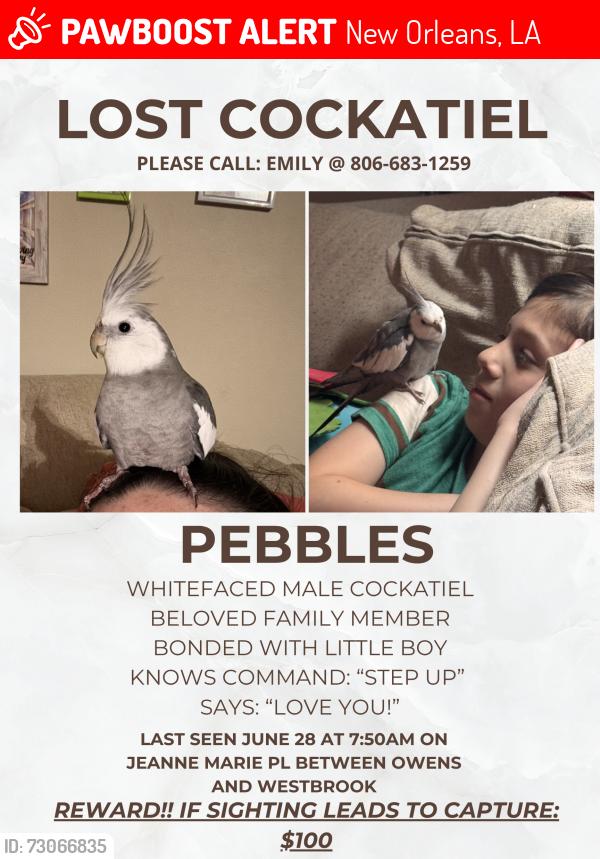 Lost Male Bird last seen Jeanne Marie Pl and Westbrook drive, New Orleans, LA 70122