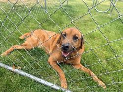 Found/Stray Male Dog last seen 8th street and long, Spokane Valley, WA 99216