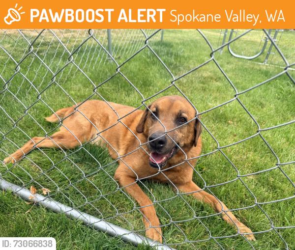 Found/Stray Male Dog last seen 8th street and long, Spokane Valley, WA 99216
