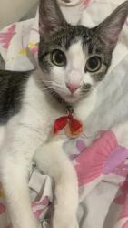Lost Female Cat last seen Av Ramiz galvao, Vila Medeiros, SP 02223-160