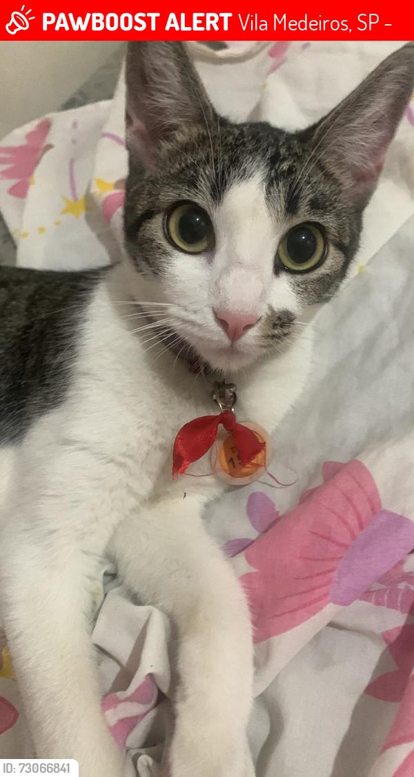 Lost Female Cat last seen Av Ramiz galvao, Vila Medeiros, SP 02223-160