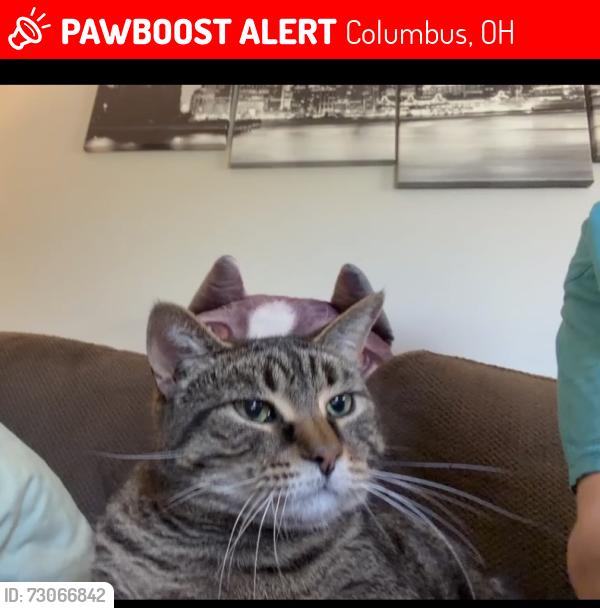 Lost Male Cat last seen Tamarack circle S, Columbus, OH 43229