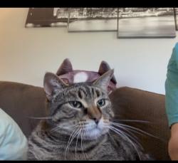 Lost Male Cat last seen Tamarack circle S, Columbus, OH 43229