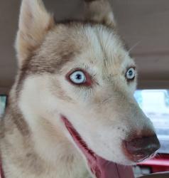 Found/Stray Unknown Dog last seen Rockfish River Crossing, Schuyler, VA 22969