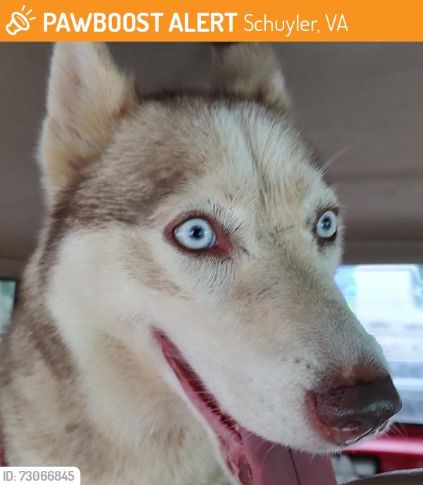Found/Stray Unknown Dog last seen Rockfish River Crossing, Schuyler, VA 22969