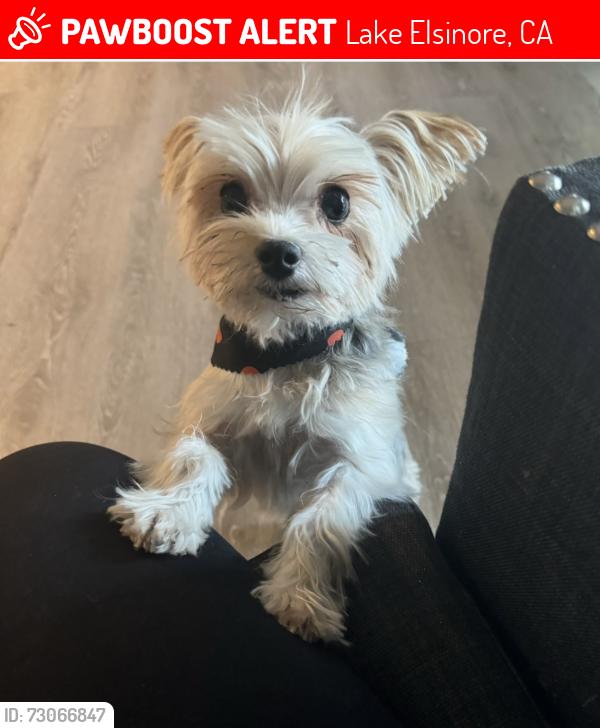 Lost Male Dog last seen Machado, Lake Elsinore, CA 92530