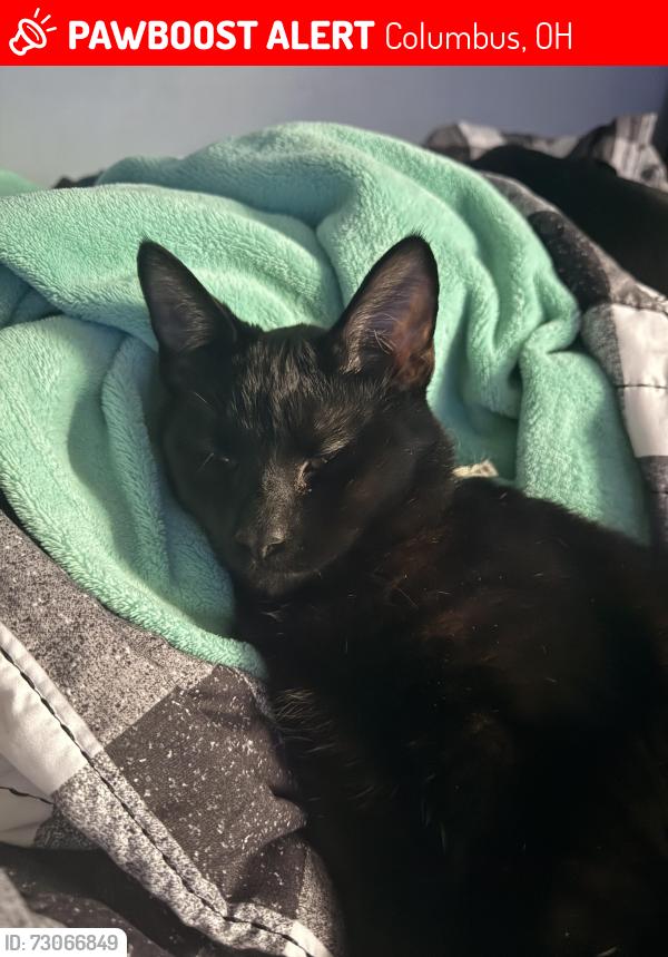 Lost Male Cat last seen Murry Hill and Arnold ( Lincoln Village), Columbus, OH 43228