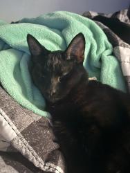 Lost Male Cat last seen Murry Hill and Arnold ( Lincoln Village), Columbus, OH 43228