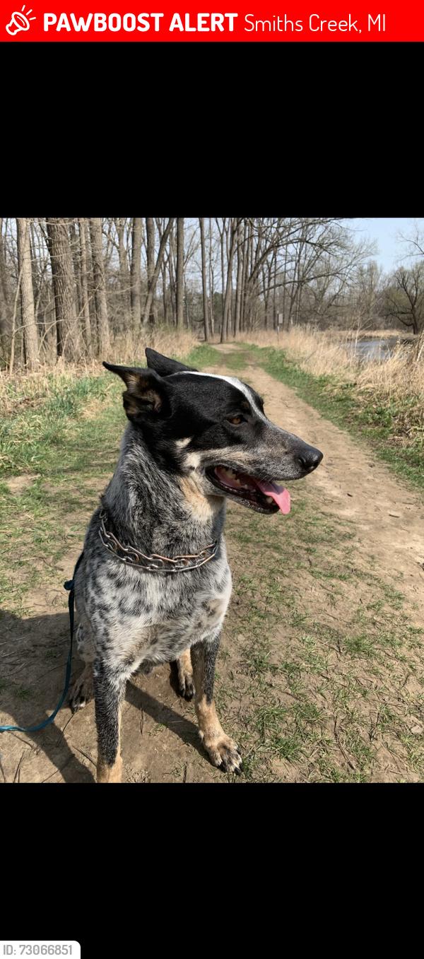 Lost Male Dog last seen Mayer rd and Yager rd, Smiths Creek, MI 48074