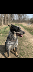 Lost Male Dog last seen Mayer rd and Yager rd, Smiths Creek, MI 48074