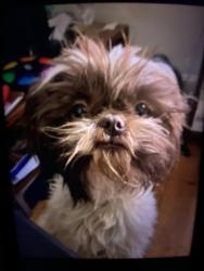 Lost Male Dog last seen Eamon Avenue & Lincolnton Road near Eaman Park Pool Club, Salisbury, NC 28144