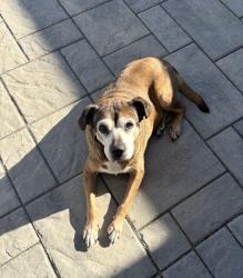 Found/Stray Female Dog last seen Near Bald Eagle Lane Wilmington NC, Wilmington, NC 28411
