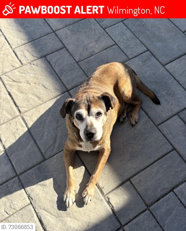 Found/Stray Female Dog last seen Near Bald Eagle Lane Wilmington NC, Wilmington, NC 28411