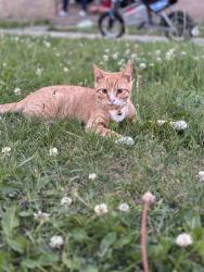 Lost Male Cat last seen George y Linconl, Waukegan, IL 60085