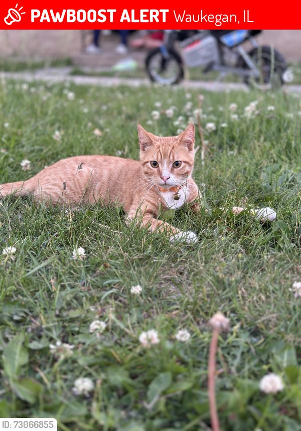 Lost Male Cat last seen George y Linconl, Waukegan, IL 60085