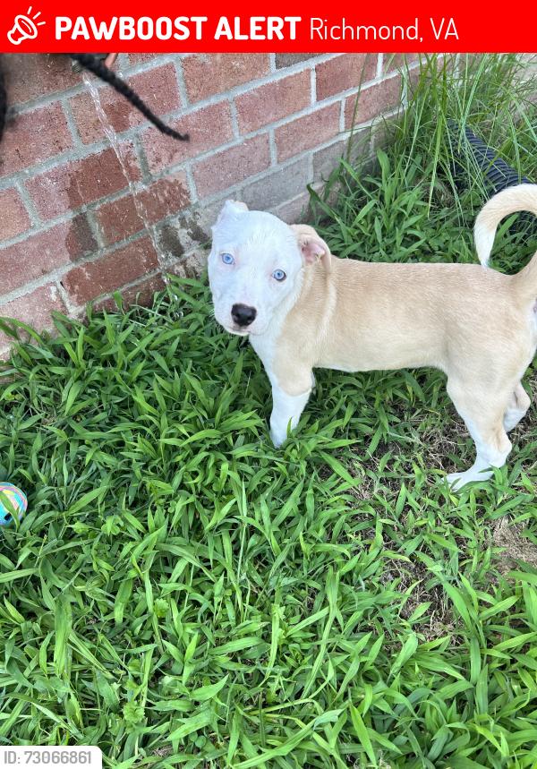 Lost Female Dog last seen Dove st, Yancey , Richmond, VA 23222