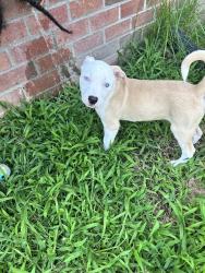 Lost Female Dog last seen Dove st, Yancey , Richmond, VA 23222